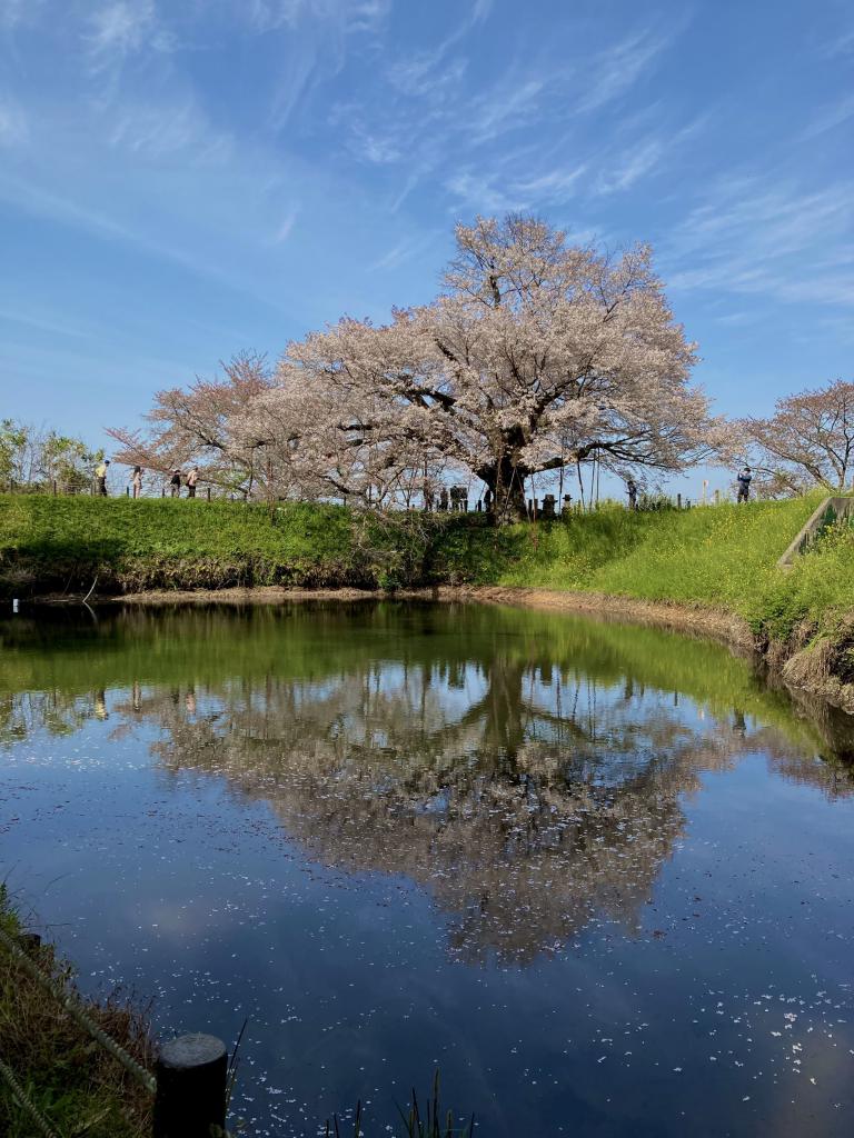 image 桜…山桜。